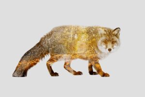 Fox in autumn - Tirage d’Art – Signé / Numéroté