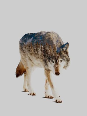 Wolf in mountains - Tirage d’Art – Signé / Numéroté