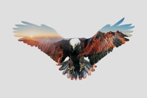 American eagle - Tirage d’Art – Signé / Numéroté