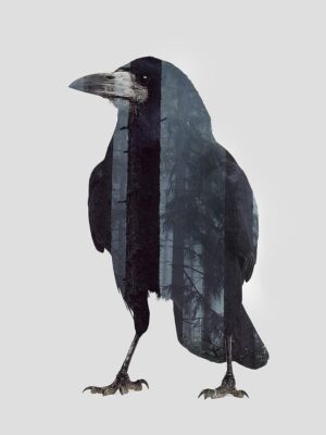 Crow in woods - Tirage d’Art – Signé / Numéroté
