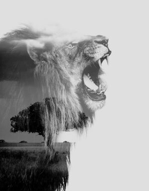 King of Beast - Tirage d’Art – Signé / Numéroté