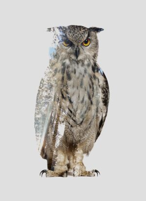 Owl woods - Tirage d’Art – Signé / Numéroté