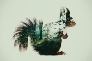Squirrel in the woods - Tirage d’Art – Signé / Numéroté