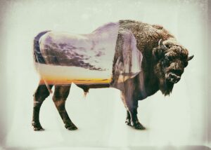 Waterfall Bison – Tirage d’Art – Signé / Numéroté